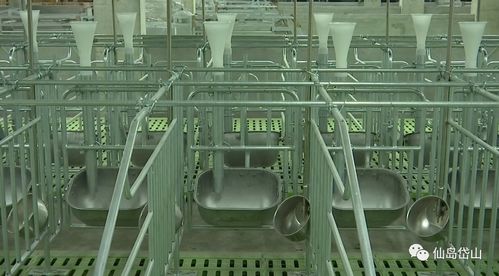 建筑智能化賦能 舟山打造投資1.5億元的無人化智能萬頭養豬場